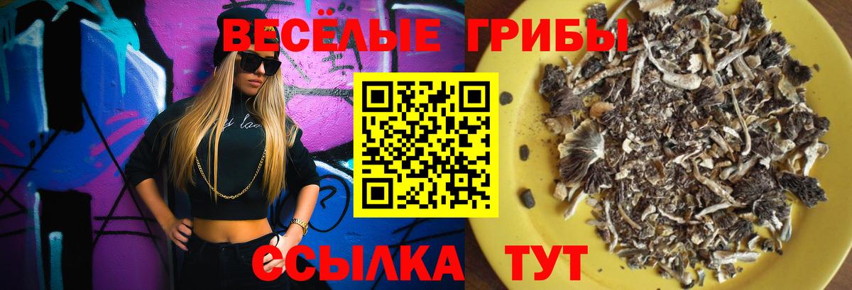 Псилоцибиновые грибы Psilocybine cubensis Северск